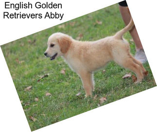 English Golden Retrievers Abby