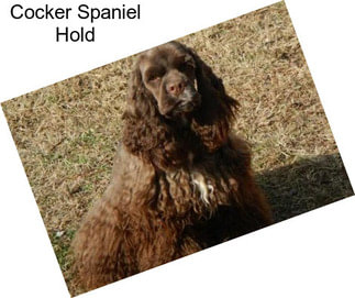 Cocker Spaniel Hold