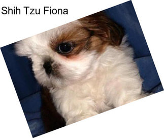Shih Tzu Fiona