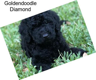 Goldendoodle Diamond