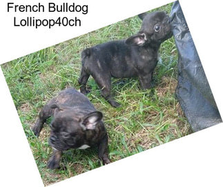 French Bulldog Lollipop40ch