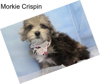 Morkie Crispin