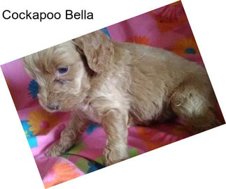 Cockapoo Bella