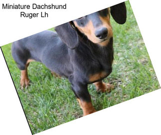 Miniature Dachshund Ruger Lh