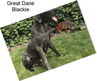 Great Dane Blackie