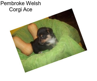 Pembroke Welsh Corgi Ace
