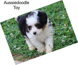 Aussiedoodle Toy