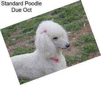 Standard Poodle Due Oct