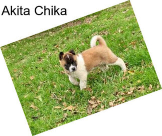 Akita Chika