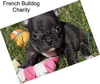 French Bulldog Charity