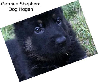 German Shepherd Dog Hogan