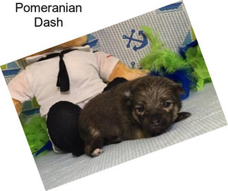 Pomeranian Dash