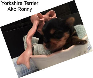 Yorkshire Terrier Akc Ronny