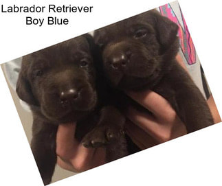 Labrador Retriever Boy Blue