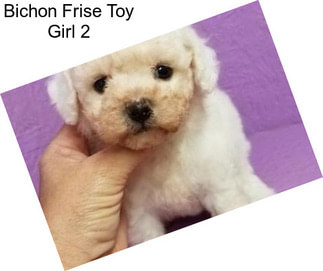 Bichon Frise Toy Girl 2