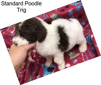 Standard Poodle Trig