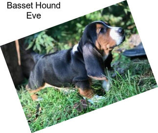 Basset Hound Eve