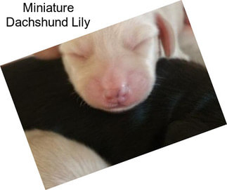 Miniature Dachshund Lily