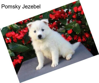 Pomsky Jezebel