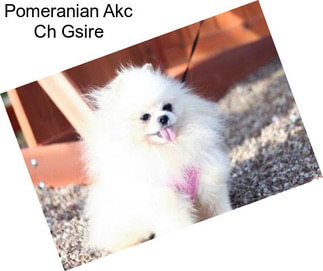 Pomeranian Akc Ch Gsire