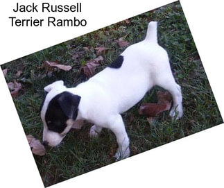 Jack Russell Terrier Rambo