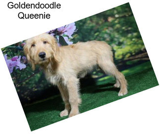 Goldendoodle Queenie