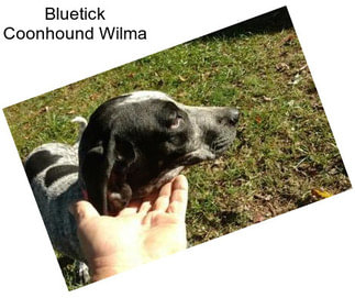 Bluetick Coonhound Wilma