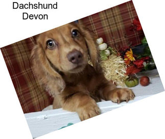 Dachshund Devon