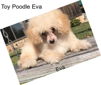 Toy Poodle Eva