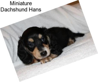 Miniature Dachshund Hans