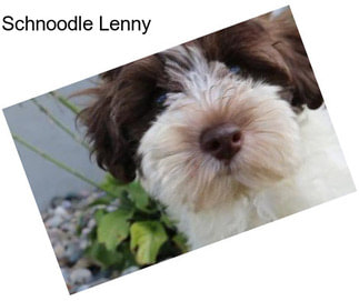 Schnoodle Lenny