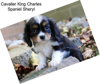 Cavalier King Charles Spaniel Sheryl