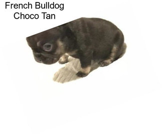 French Bulldog Choco Tan