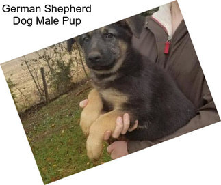 German Shepherd Dog Male Pup