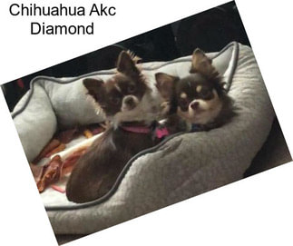 Chihuahua Akc Diamond