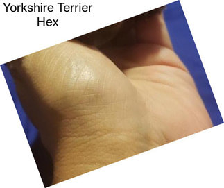 Yorkshire Terrier Hex