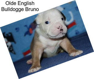 Olde English Bulldogge Bruno