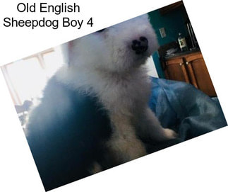 Old English Sheepdog Boy 4