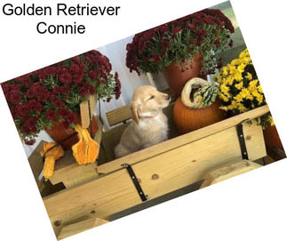 Golden Retriever Connie