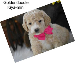 Goldendoodle Kiya-mini