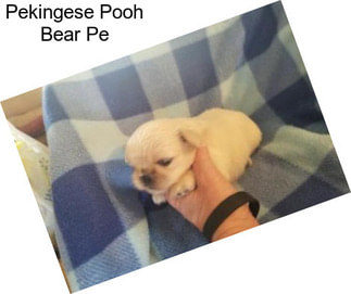 Pekingese Pooh Bear Pe