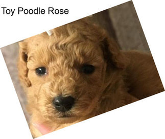 Toy Poodle Rose