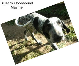 Bluetick Coonhound Mayme