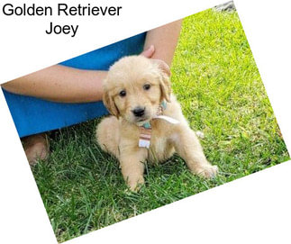 Golden Retriever Joey