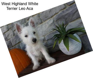 West Highland White Terrier Leo Aca