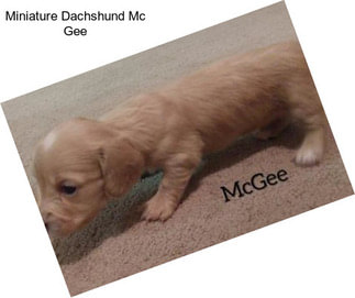 Miniature Dachshund Mc Gee