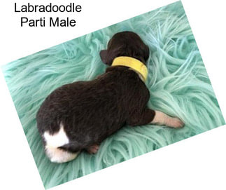 Labradoodle Parti Male