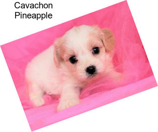 Cavachon Pineapple