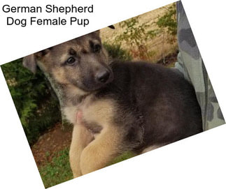 German Shepherd Dog Female Pup