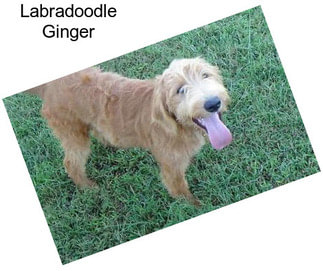 Labradoodle Ginger